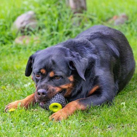 CHEWA BOING Dispenser